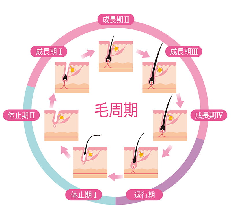 毛周期と医療脱毛の関係